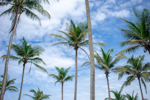 Best Hotels in Mirissa Sri Lanka Whale Watching
