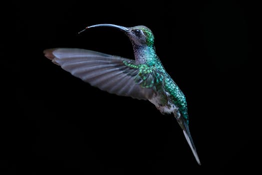Best Hotels in Monteverde Costa Rica Cloud Forest