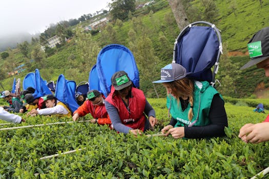Best Hotels in Nuwara Eliya Sri Lanka Tea Country