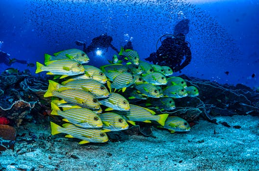 Hotels With Coral Reef in Raja Ampat Indonesia