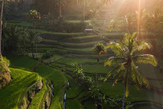 Hotels With Rice Terrace View in Tegallalang Bali