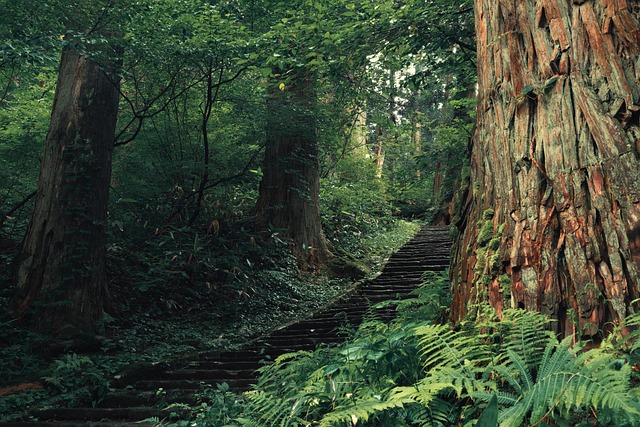 Cedar Japan sanctuaries for forest calm and spring-fed peace