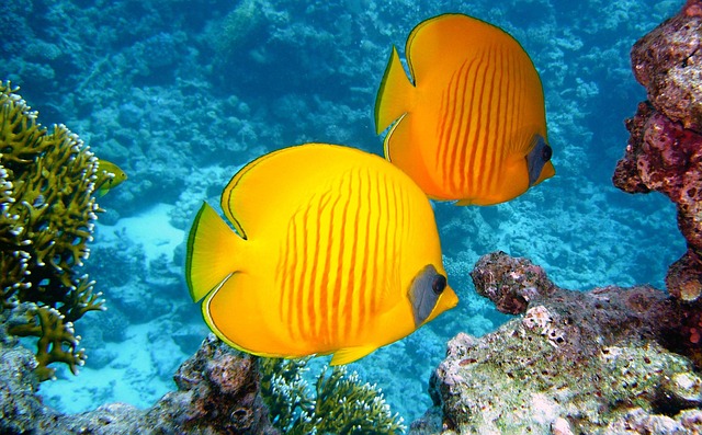 Coral Jordan escapes for bright water and easy leisure