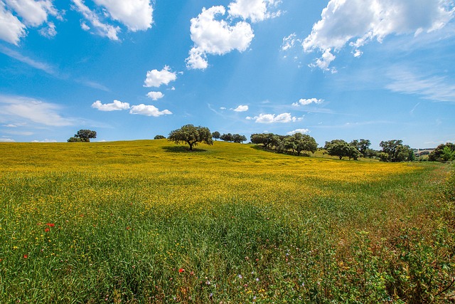 Cork-oak quiet across Alentejo under golden fields and empty roads