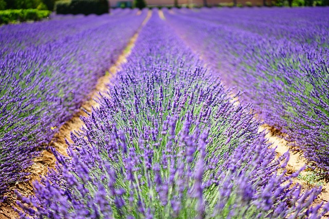 Lavenderline Provence Havens with Garden Paths and Slow Summer Mornings