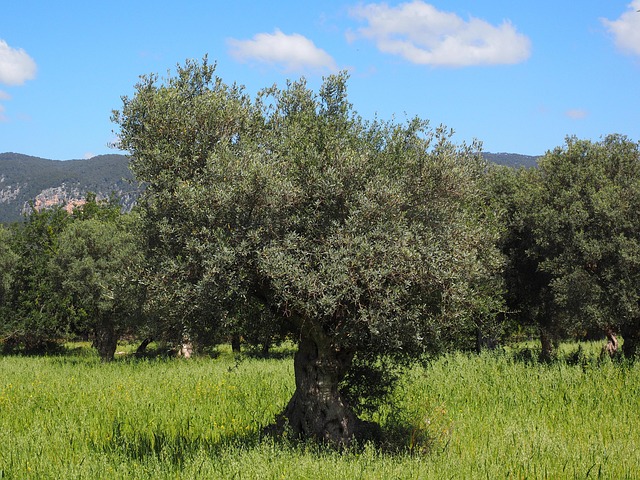 Olive-grove pauses in Mallorca between coves and long sea-view lunches