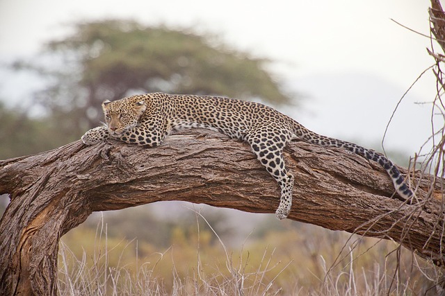 Plainsong Kenya Residences with Safari Dawn and Tailored Comfort