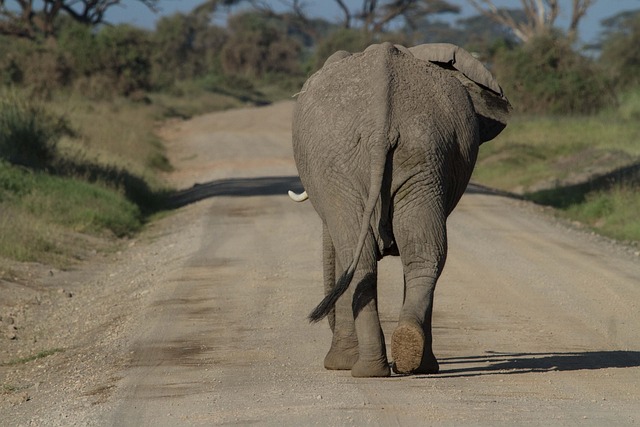 Safari-horizon quiet in East Africa where the land seems endless