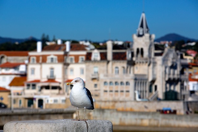 Seagrass Cascais Havens for Atlantic Breeze and Quiet Prestige