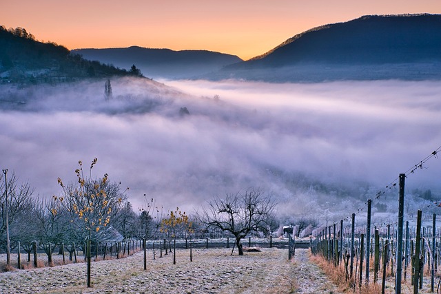 Valleytoast Georgia Havens for Long Tables and Vineyard Light