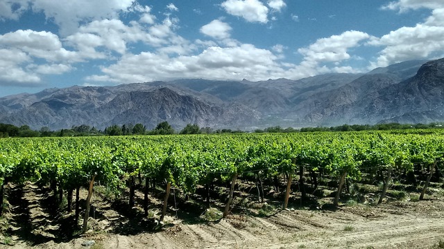 Wine Argentina havens for mountain-backed lunches and vineyard quiet